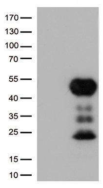 C9orf43 Antibody