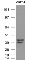 C9orf43 antibody