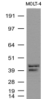 C9orf43 Antibody