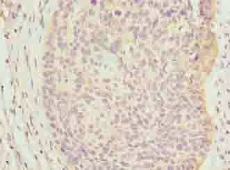 C9orf43 antibody