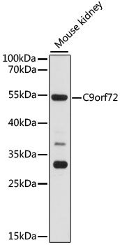 C9orf72 antibody
