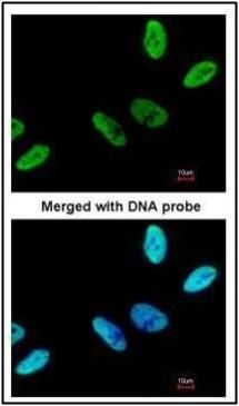 C9orf78 antibody [N1C2]