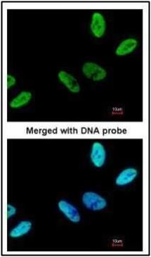 C9orf78 antibody