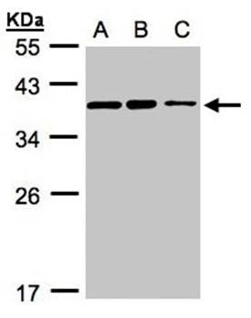 C9orf78 antibody