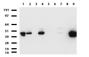 C9orf89 (CARD19) antibody