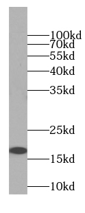 C9orf9 antibody
