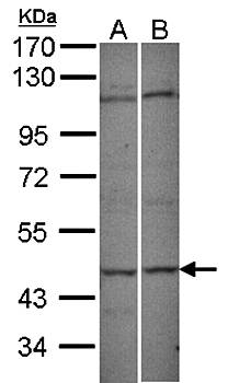 C9orf98 antibody