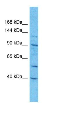 CA101 antibody