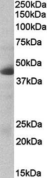 Goat anti-carbonic anhydrase XII (aa188-199) Antibody