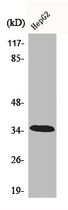 CA13 antibody