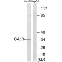 CA13 antibody