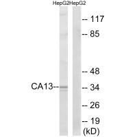CA13 Antibody