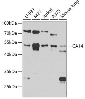 CA14 antibody