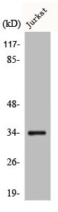 CA14 antibody