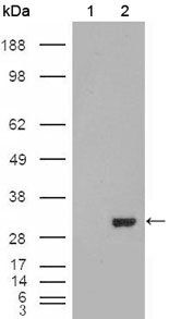 CA1 Antibody