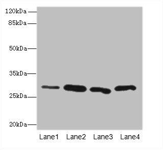 CA3 antibody