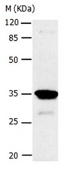 CA4 Antibody