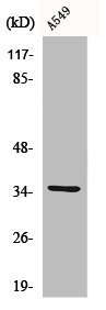 CA5A antibody