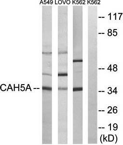 CA5A antibody