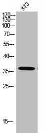 CA5B Antibody