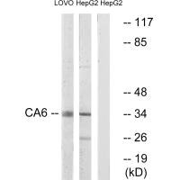 CA6 antibody