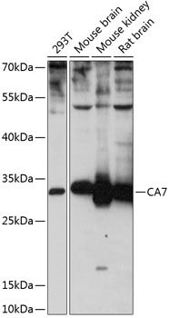 CA7 antibody