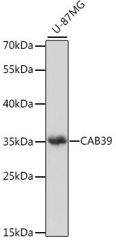 CAB39 antibody