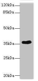 CAB39L Antibody
