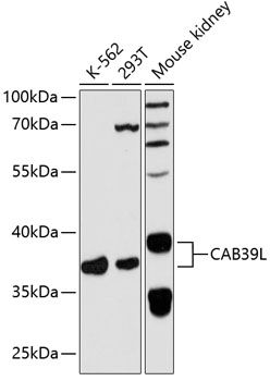 CAB39L antibody