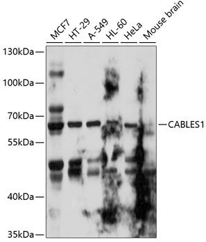 CABLES1 antibody