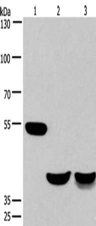 CABLES1 antibody