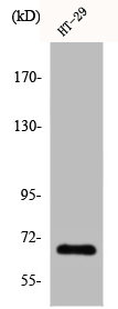 CABLES1 antibody