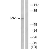 CABLES1 antibody