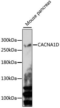 CACNA1D antibody