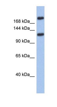 CACNA1I antibody