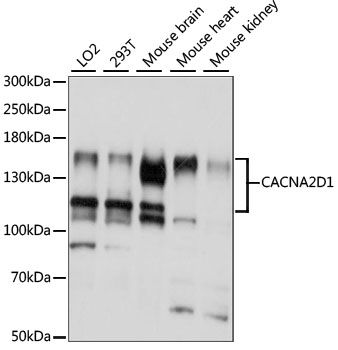 CACNA2D1 antibody