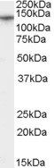 Goat anti-CACNA2D1 Antibody
