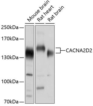 CACNA2D2 antibody