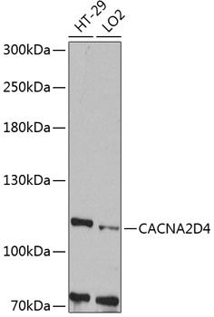 CACNA2D4 antibody