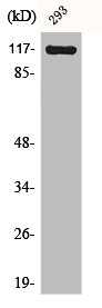 CACNA2D4 antibody