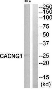 CACNG1 antibody
