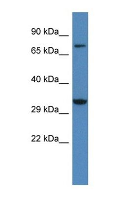 Cacng2 antibody