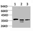 CACNG2 antibody