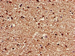 CACNG3 Antibody