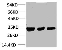 CACNG3 antibody