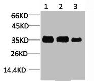 CACNG4 antibody