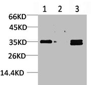 CACNG5 antibody