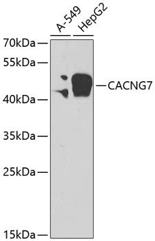 CACNG7 antibody