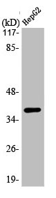 CACNG7 antibody