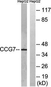 CACNG7 Antibody